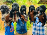 German Shepherd Puppies For Sale