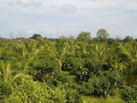Valuable Land for Sale in Ratnapura Pallebedda