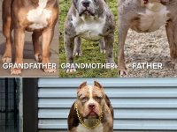 American Bully Xl Puppies For Sale In Wattala