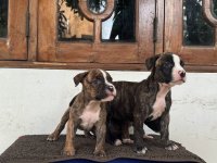 American Bully Puppies For Sale 