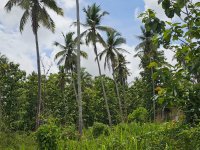 Valuble Land For Sale In Negombo