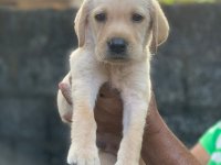 Labrador Puppies For Sale 