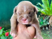 American Bully Puppies For Sale 