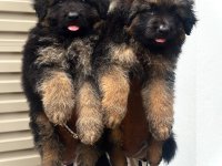 German Shepherd Puppies for sale 