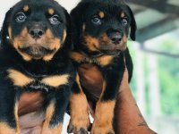 Rottweiler Puppies for sale 